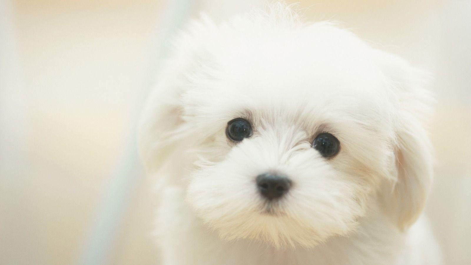 1600x900 Collection of Cute Puppies Wallpaper on HDWallpaper, Desktop