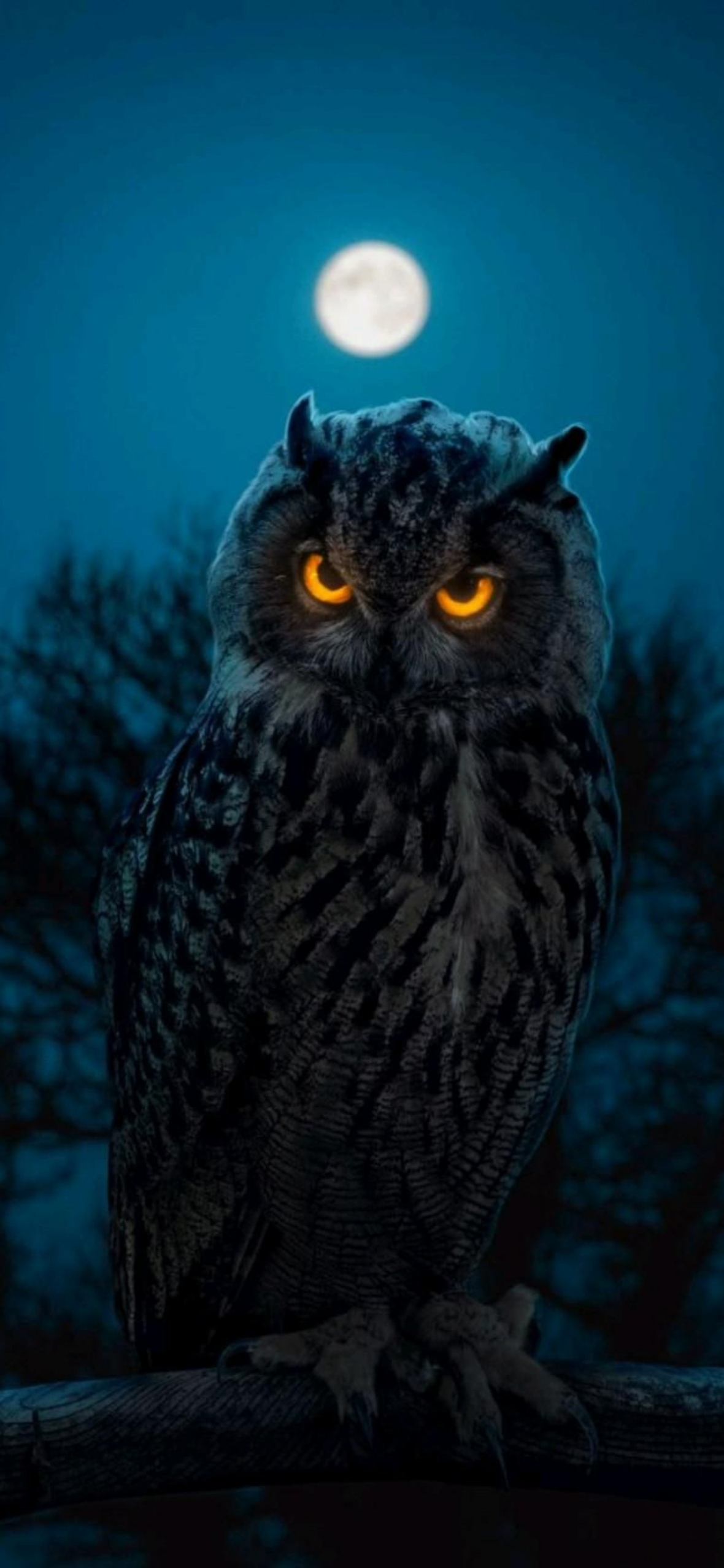 1180x2560 Best Owl iPhone Wallpaper [ HQ ], Phone