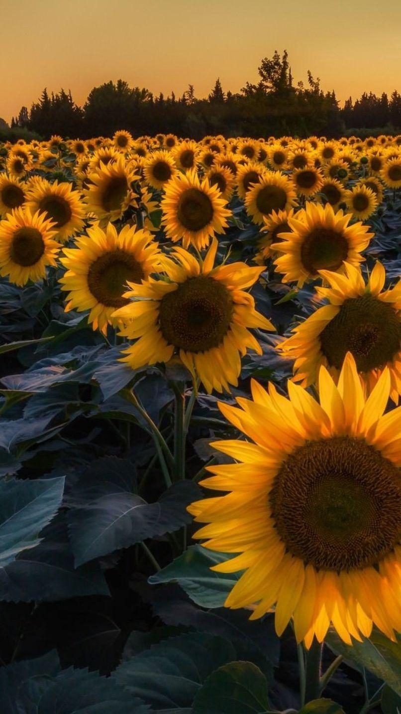 810x1440 Sunflower Wallpaper For iPhone 6 Plus, Phone