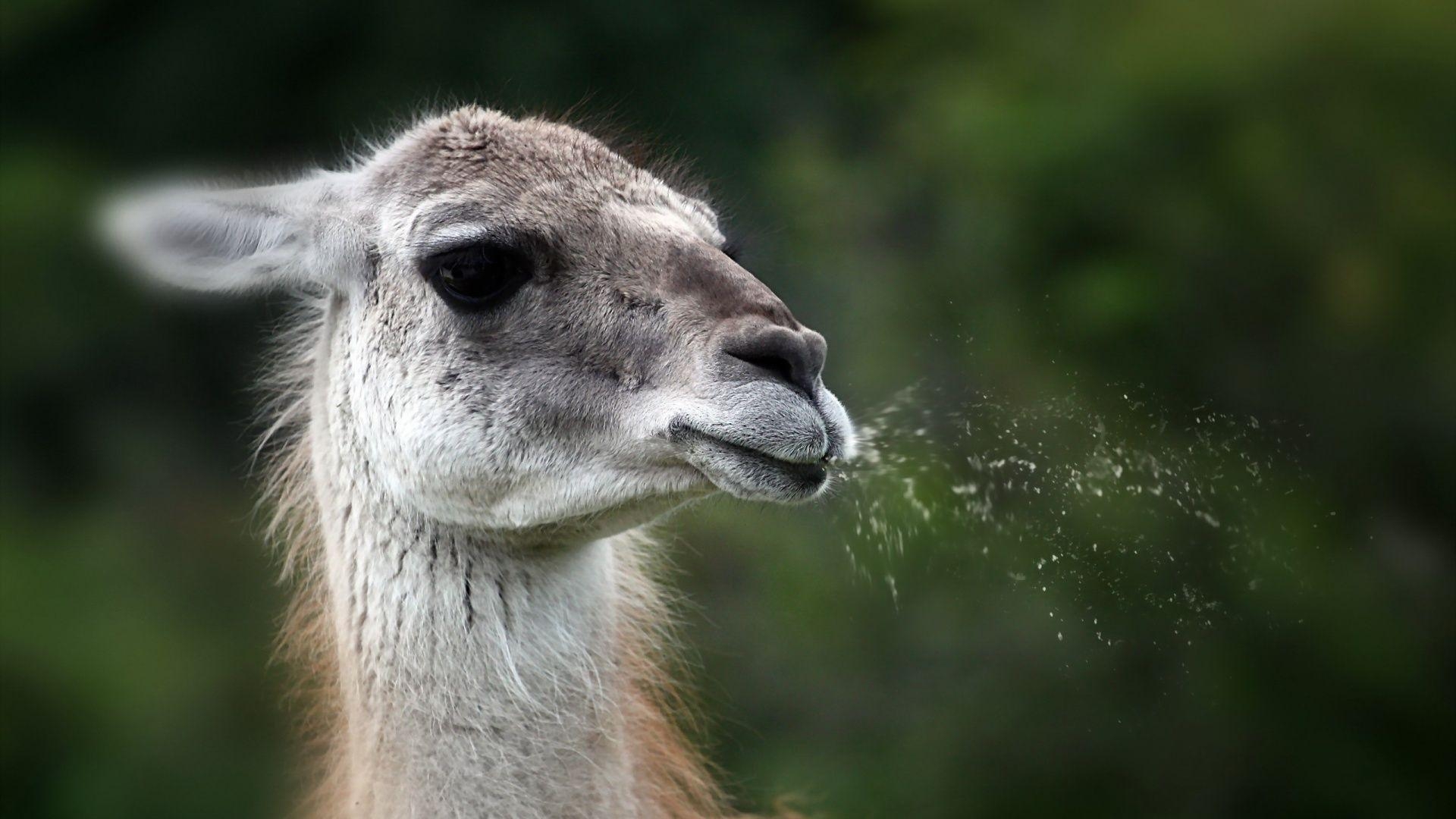 1920x1080 Wallpaper Blink of Llama Wallpaper HD for Android, Windows, Desktop