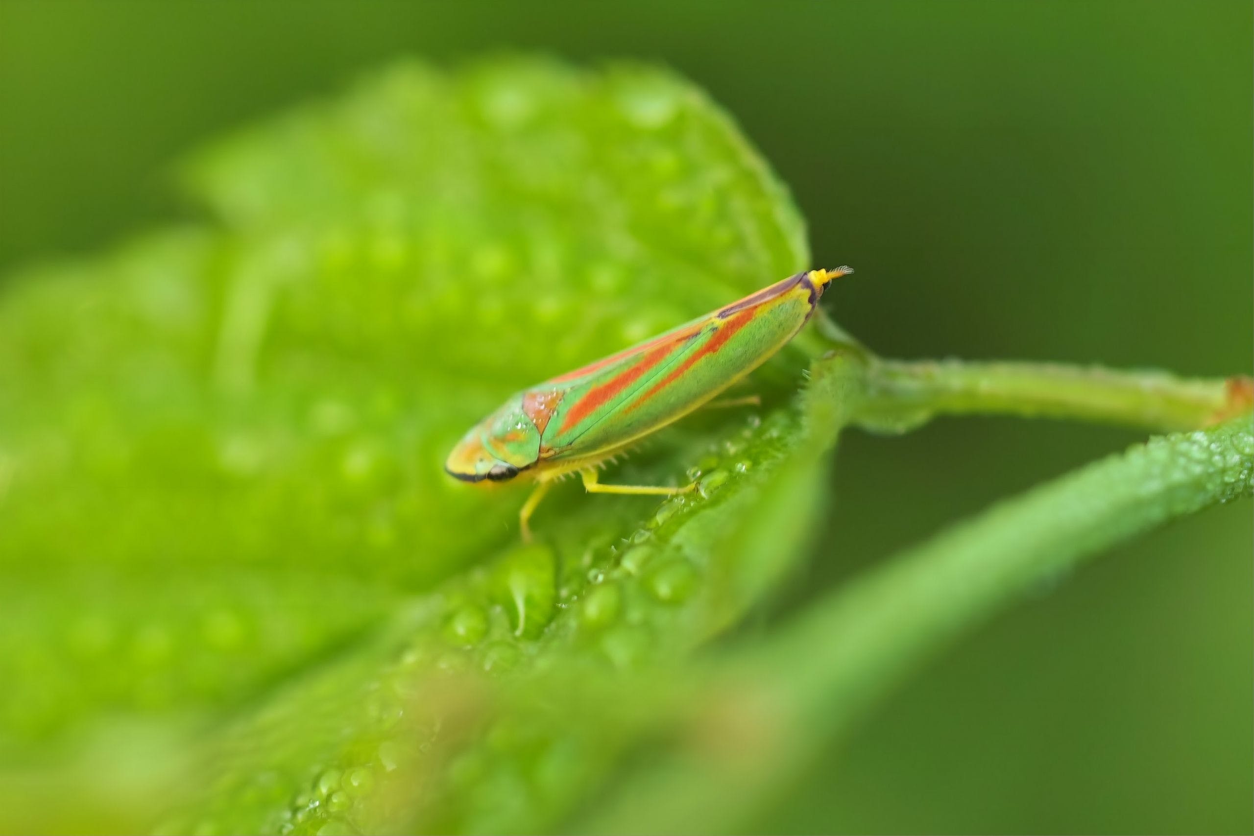 2560x1710 HD Leafhopper Insect Wallpaper, Desktop