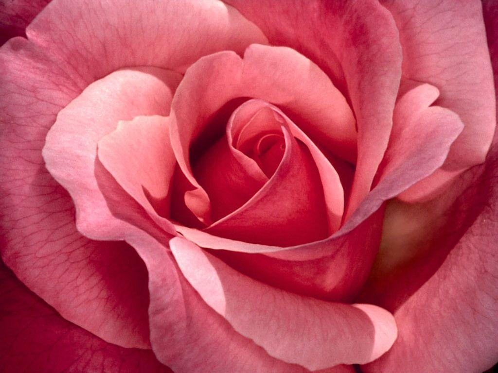 1030x770 Pretty Roses, Desktop