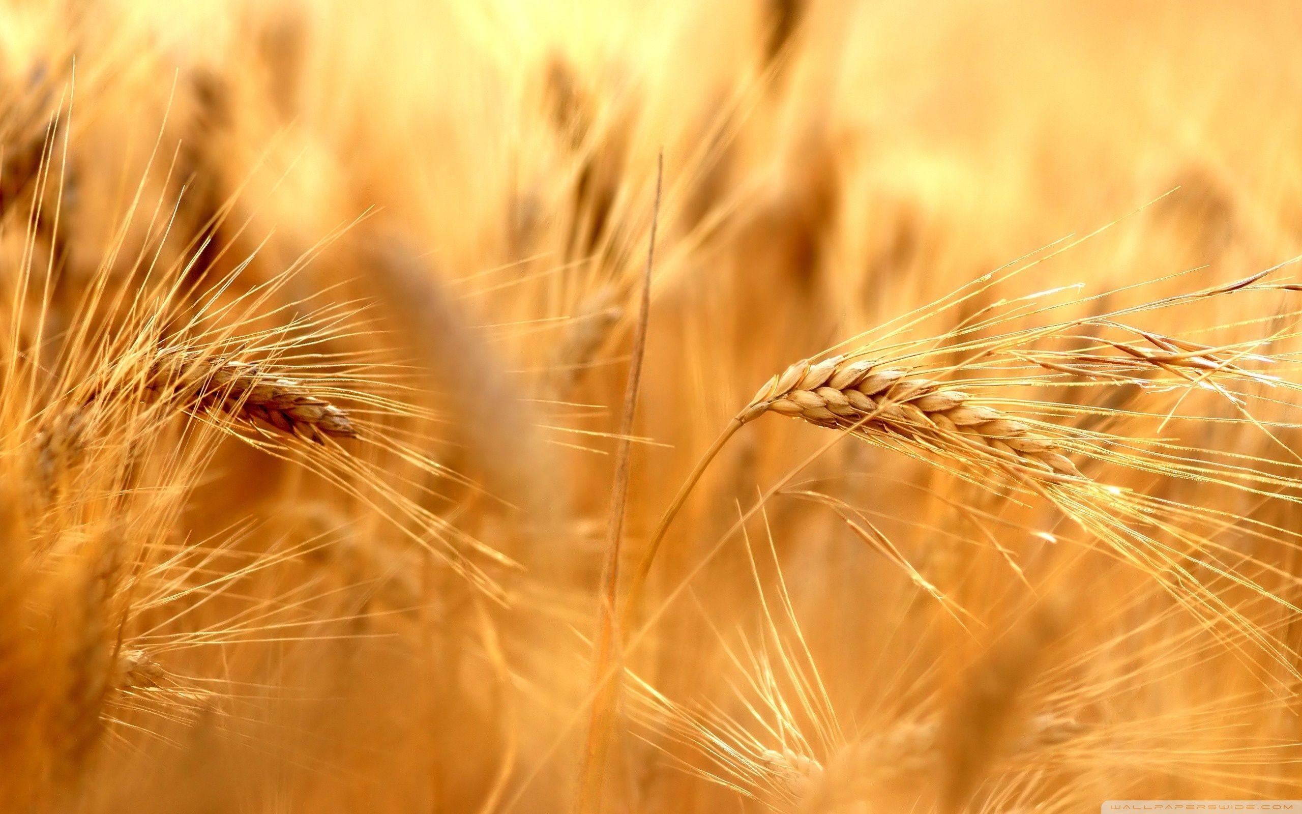 2560x1600 Wheat Wallpaper Free Wheat Background, Desktop