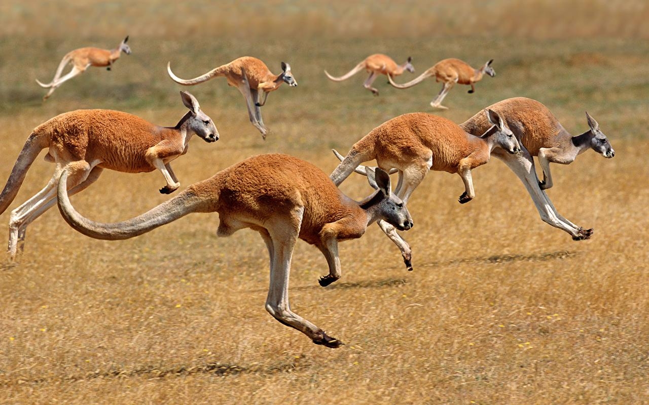 1280x800 Wallpaper Kangaroo Running Animals, Desktop