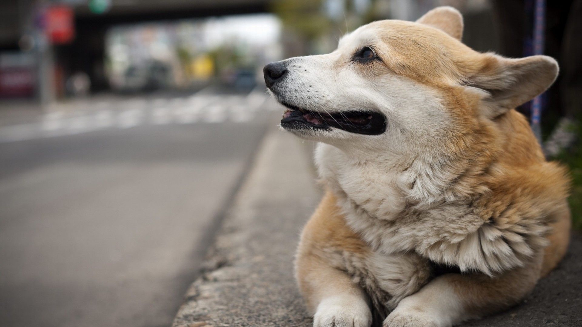 1920x1080 Corgi Dog, Desktop