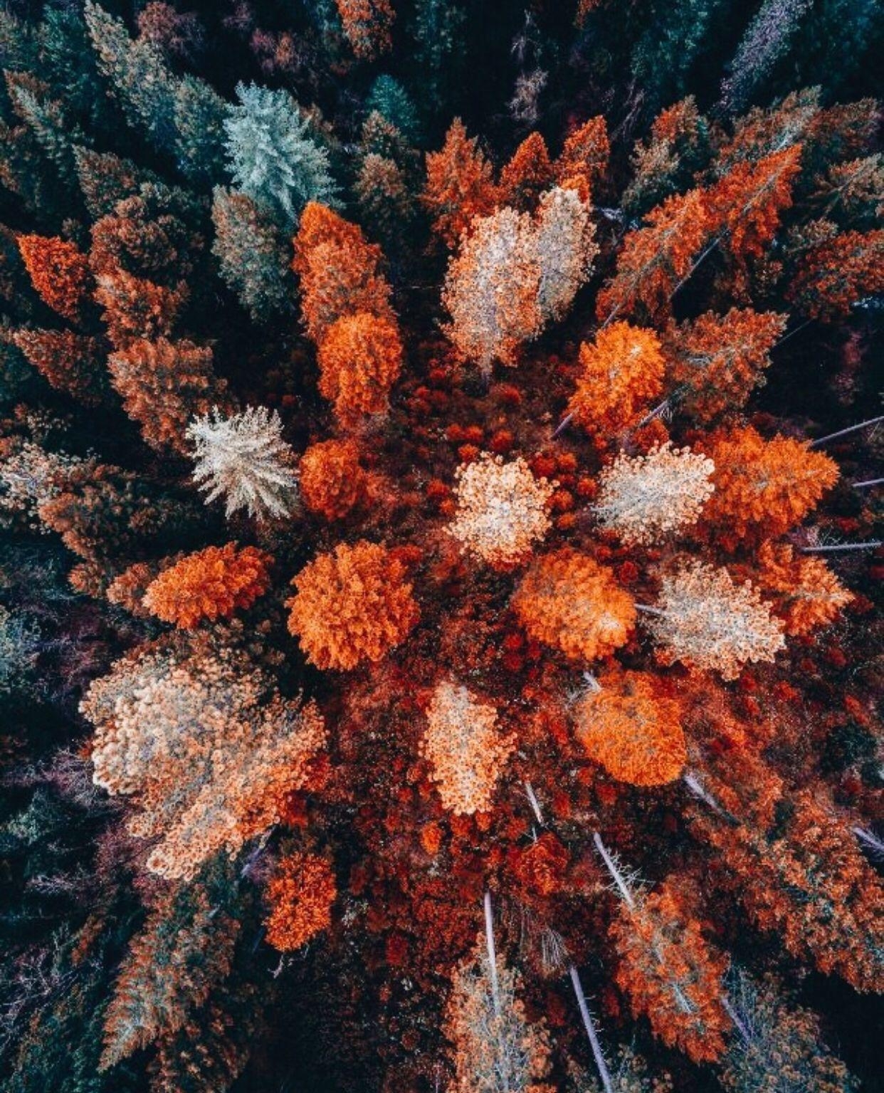 1250x1540 Autumn Aesthetic Wallpaper Free Autumn Aesthetic, Phone