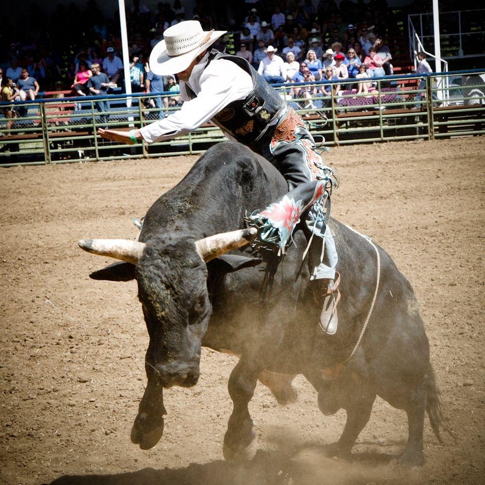 1000x1000 Bull Riding Wallpaper 78537, Phone