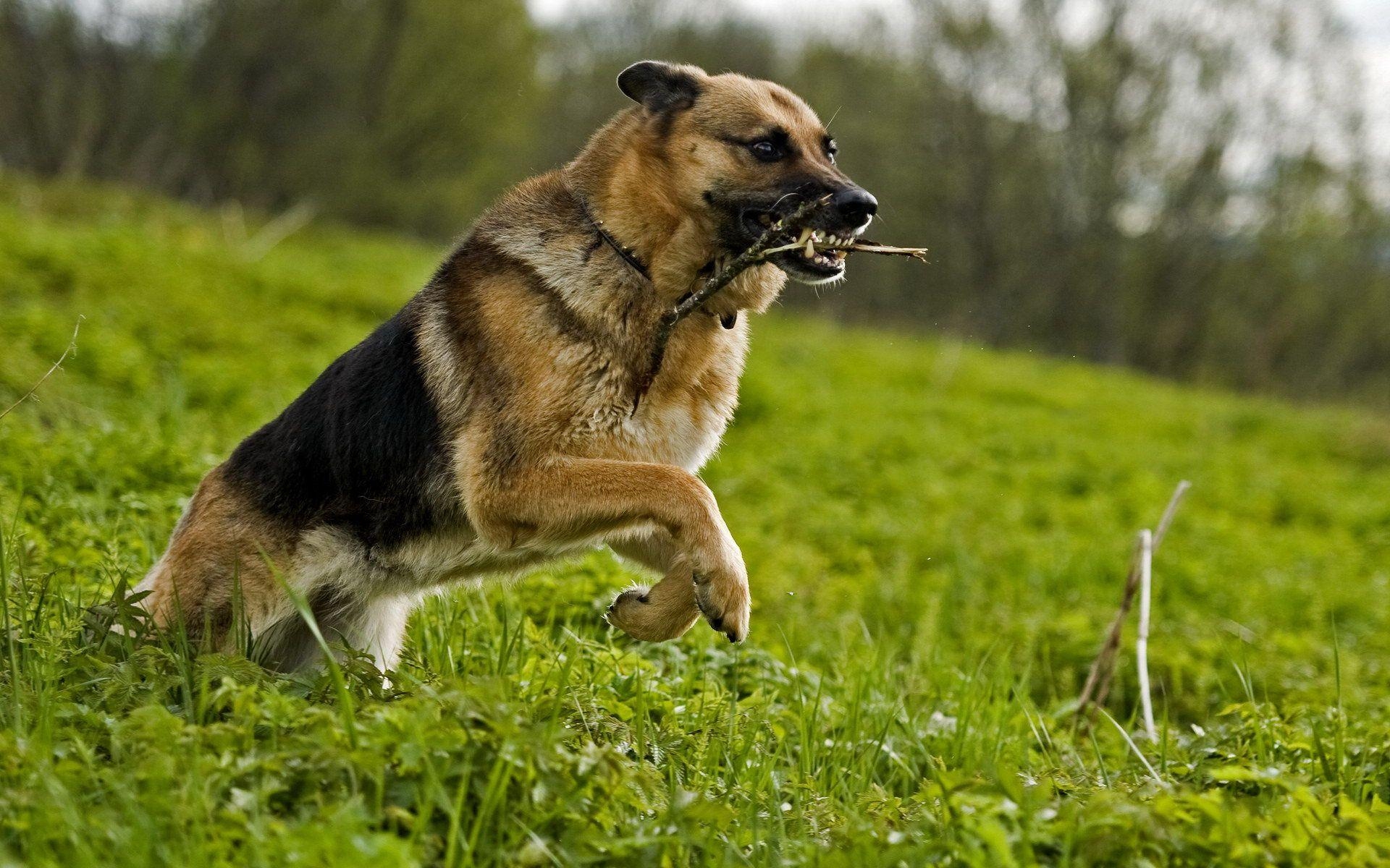 1920x1200 Hd Puppy German Shepherd Picture, Desktop