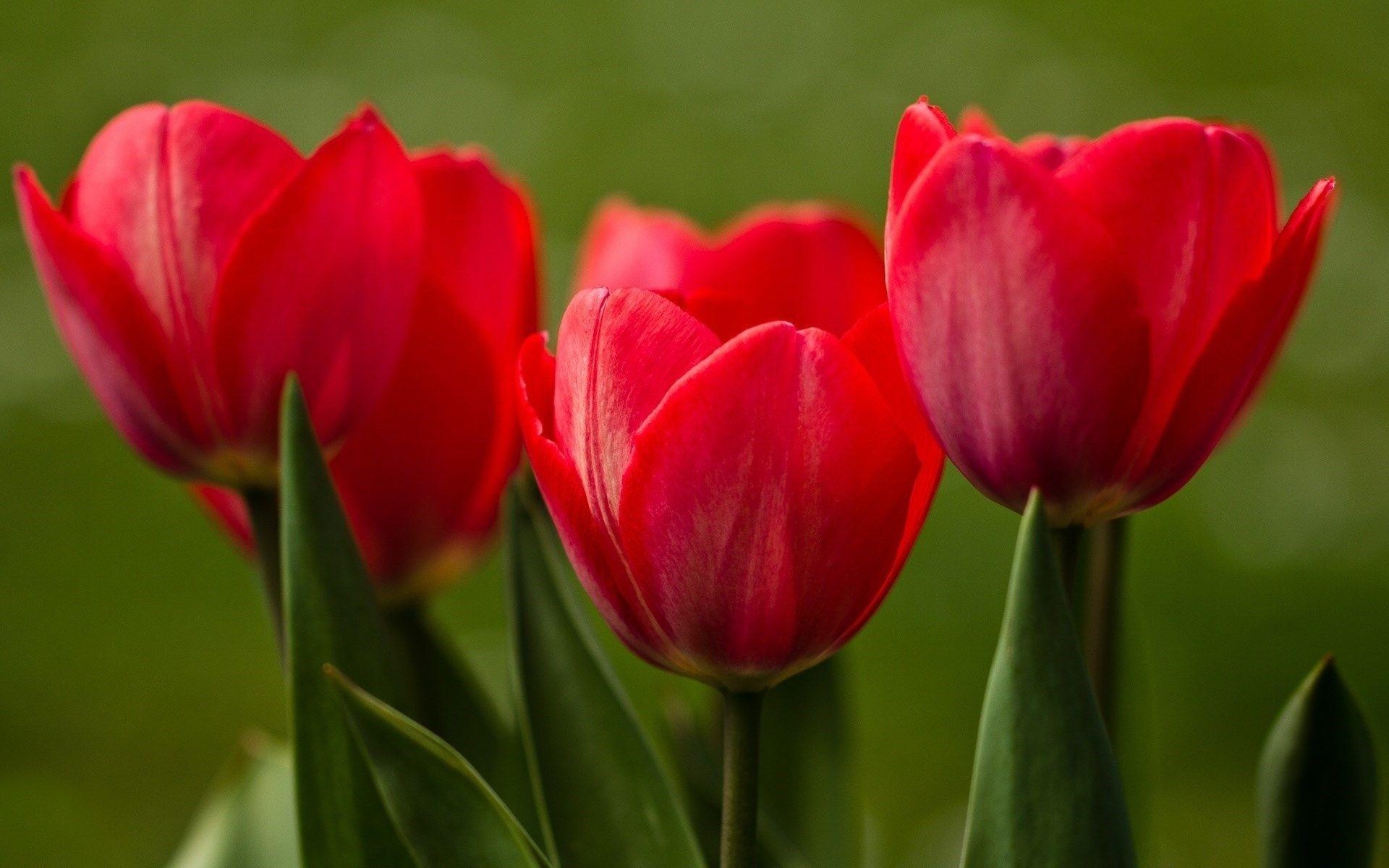 1920x1200 Red Tulips, Desktop