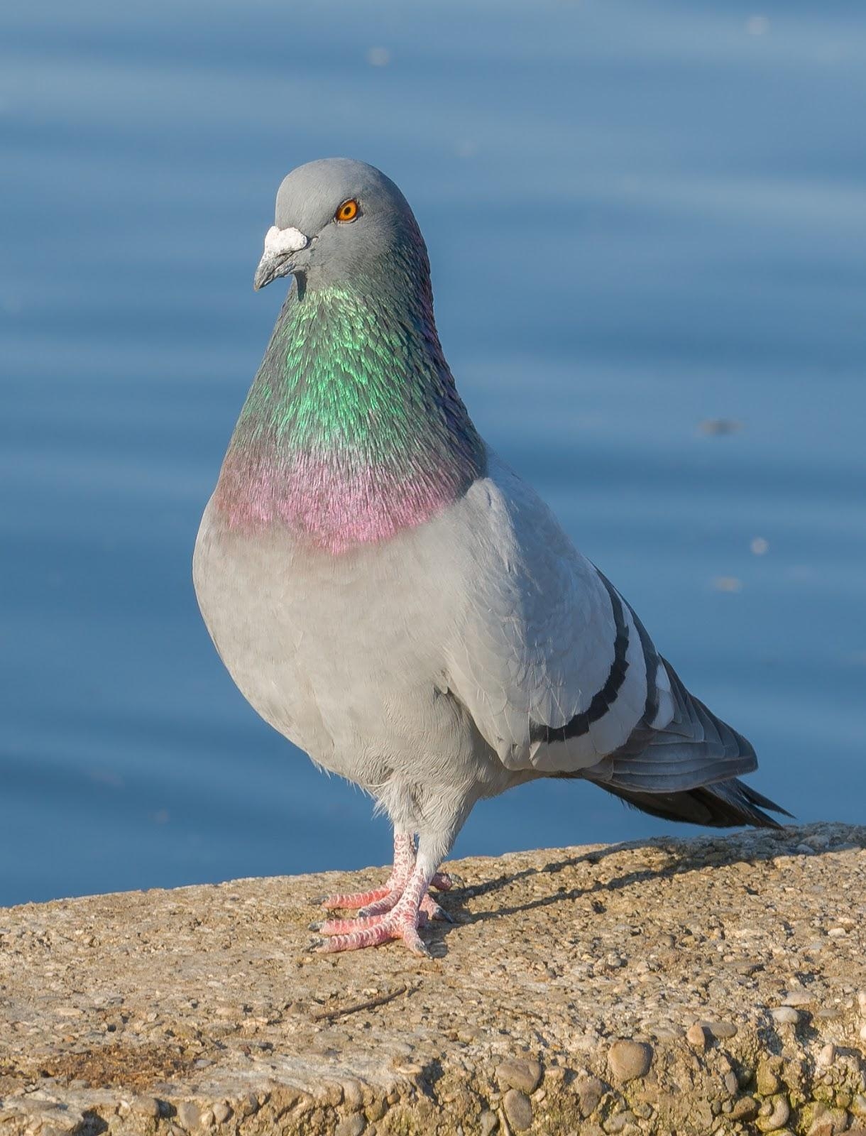 1220x1600 Rock Dove Bird (kabutar) Pics HD Wallpaper, Phone