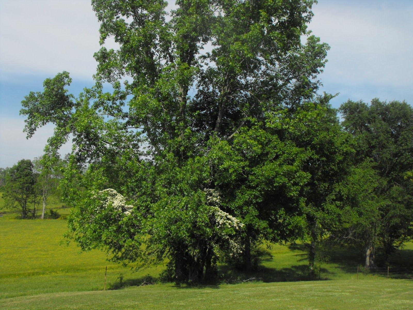 1600x1200 IN SEASON: SEASONS B' SHEVAT NEW YEAR OF THE TREES, Desktop