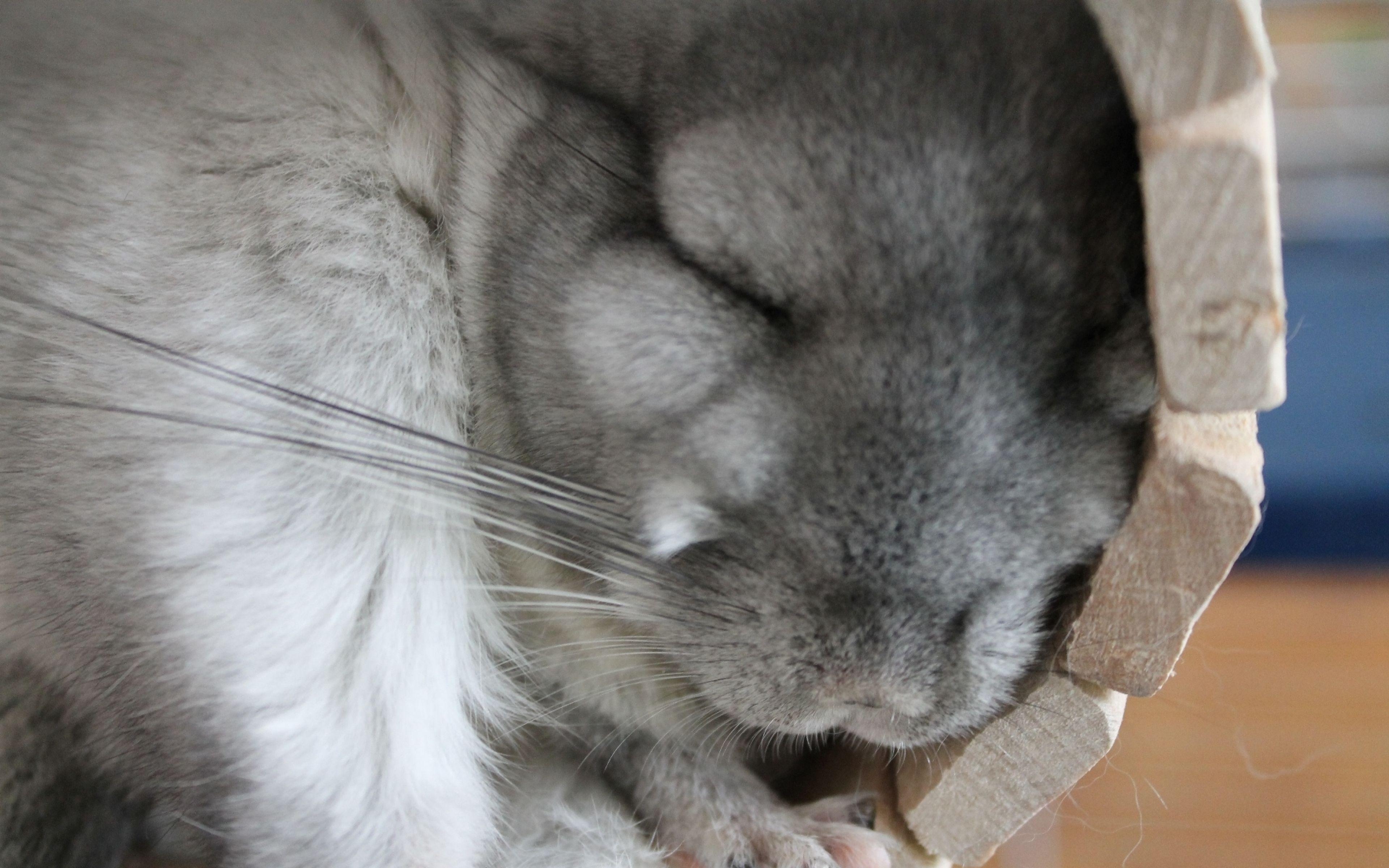 3840x2400 Download Wallpaper  Chinchilla, Sleep, Lie, Fluffy Ultra, Desktop