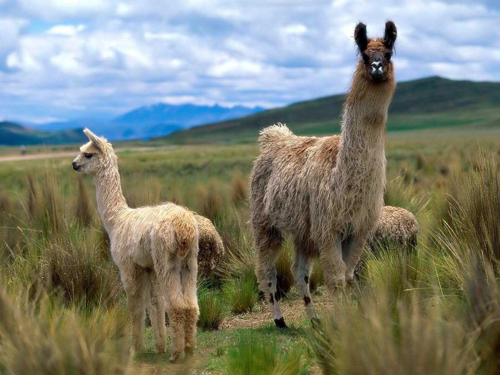 1600x1200 Alpacas and Llamas image Llama wallpaper! HD wallpaper, Desktop