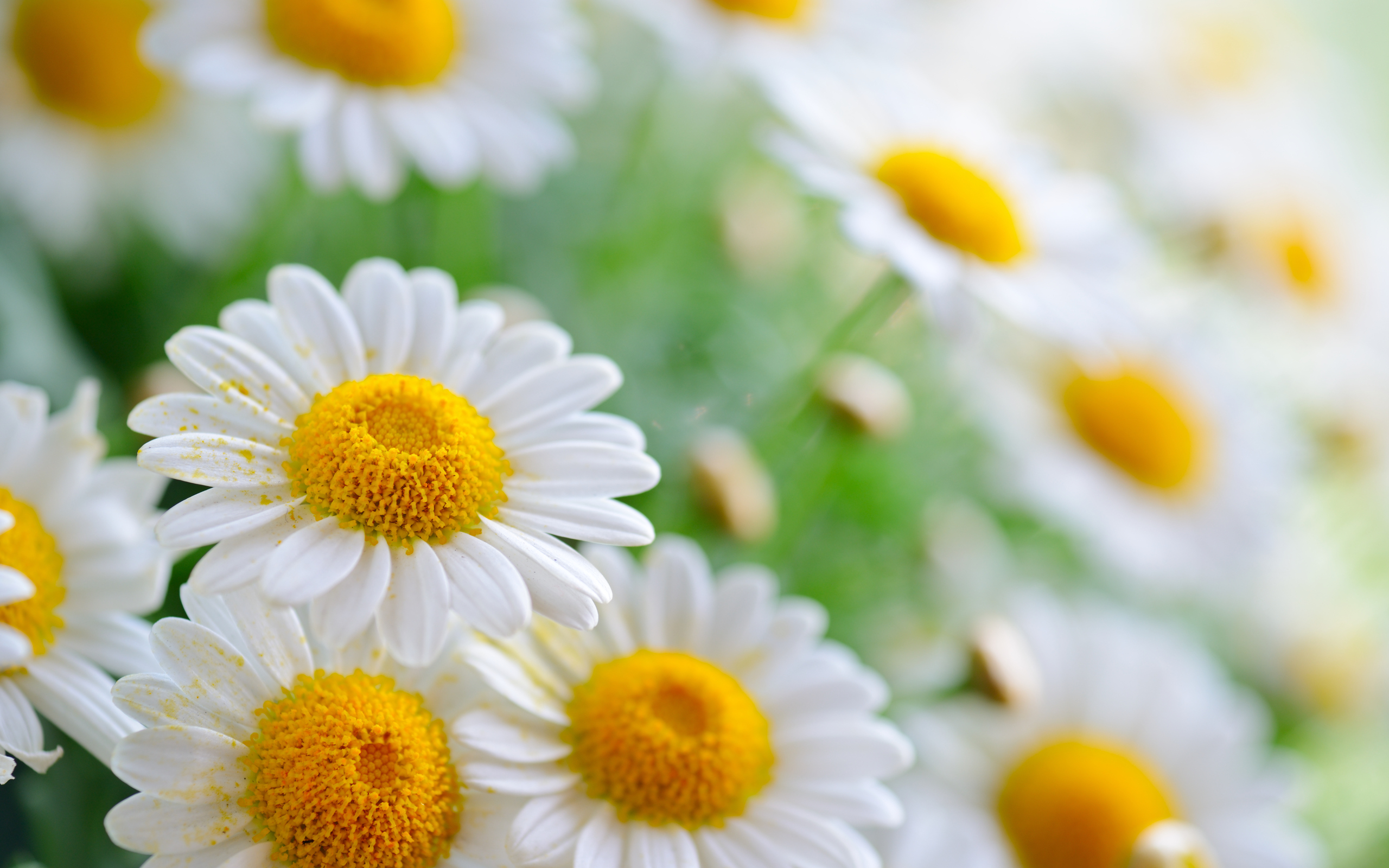 2560x1600 Daisy Wallpaper High Quality, Desktop