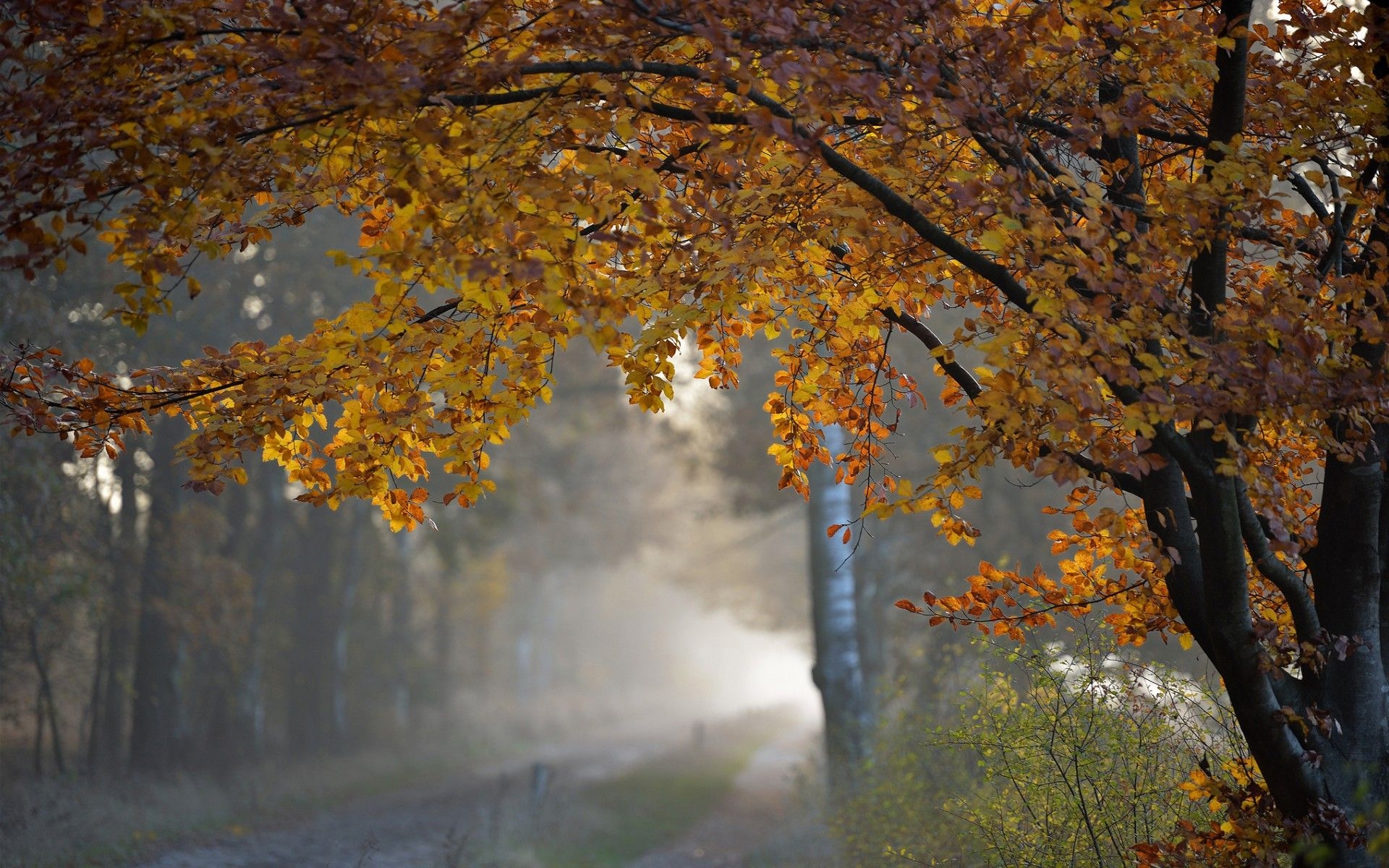 1920x1200 Trees autumn fall roads rain wallpaperx1200, Desktop