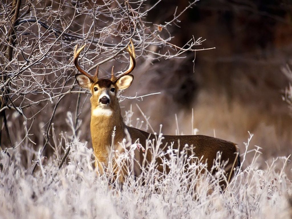 1030x770 Deer Picture For Background, Desktop