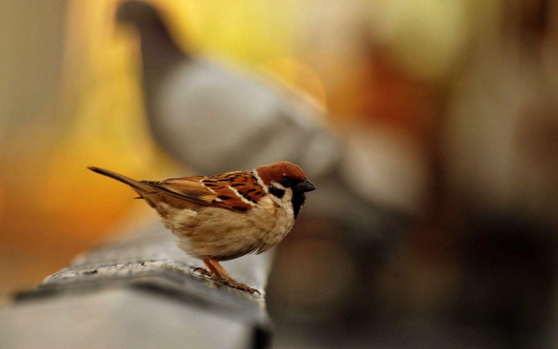 1920x1200 Beautiful Sparrow Bird Seating HD Wallpaper, Desktop