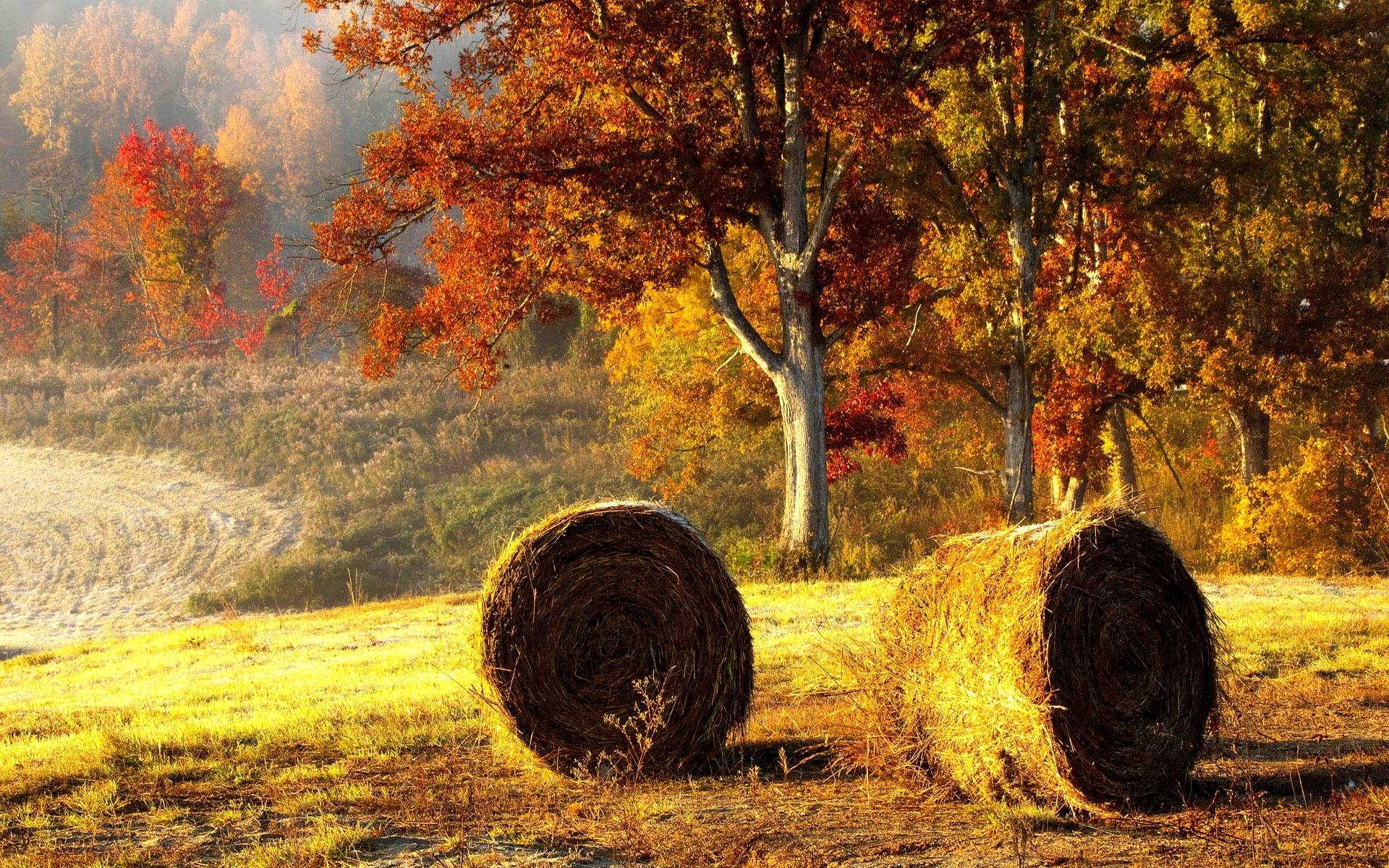 1920x1200 HD Beautiful Autumn Wallpaper, Desktop