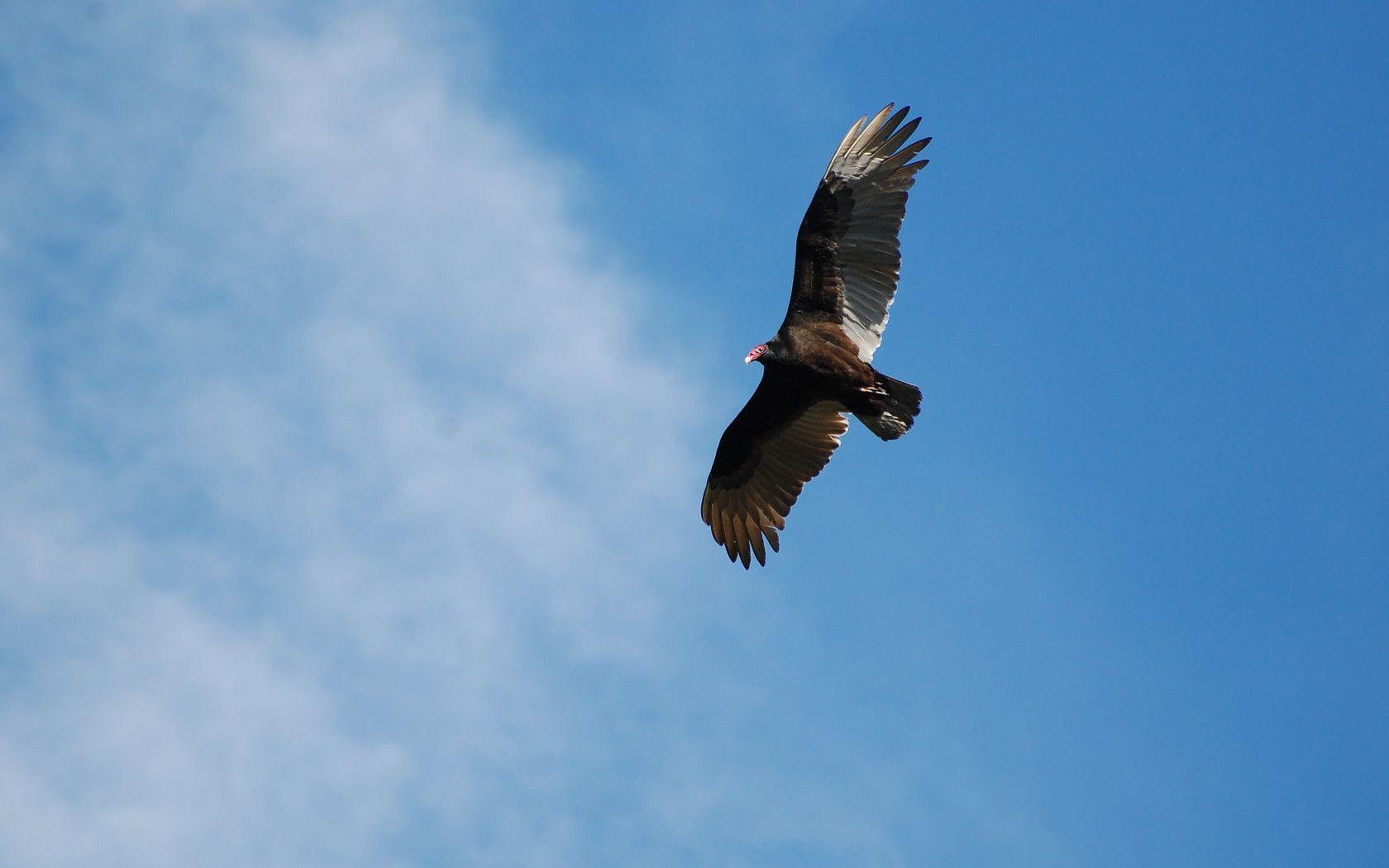 1680x1050 Suzanne Britton Nature Photography: Turkey Vulture 2, Desktop