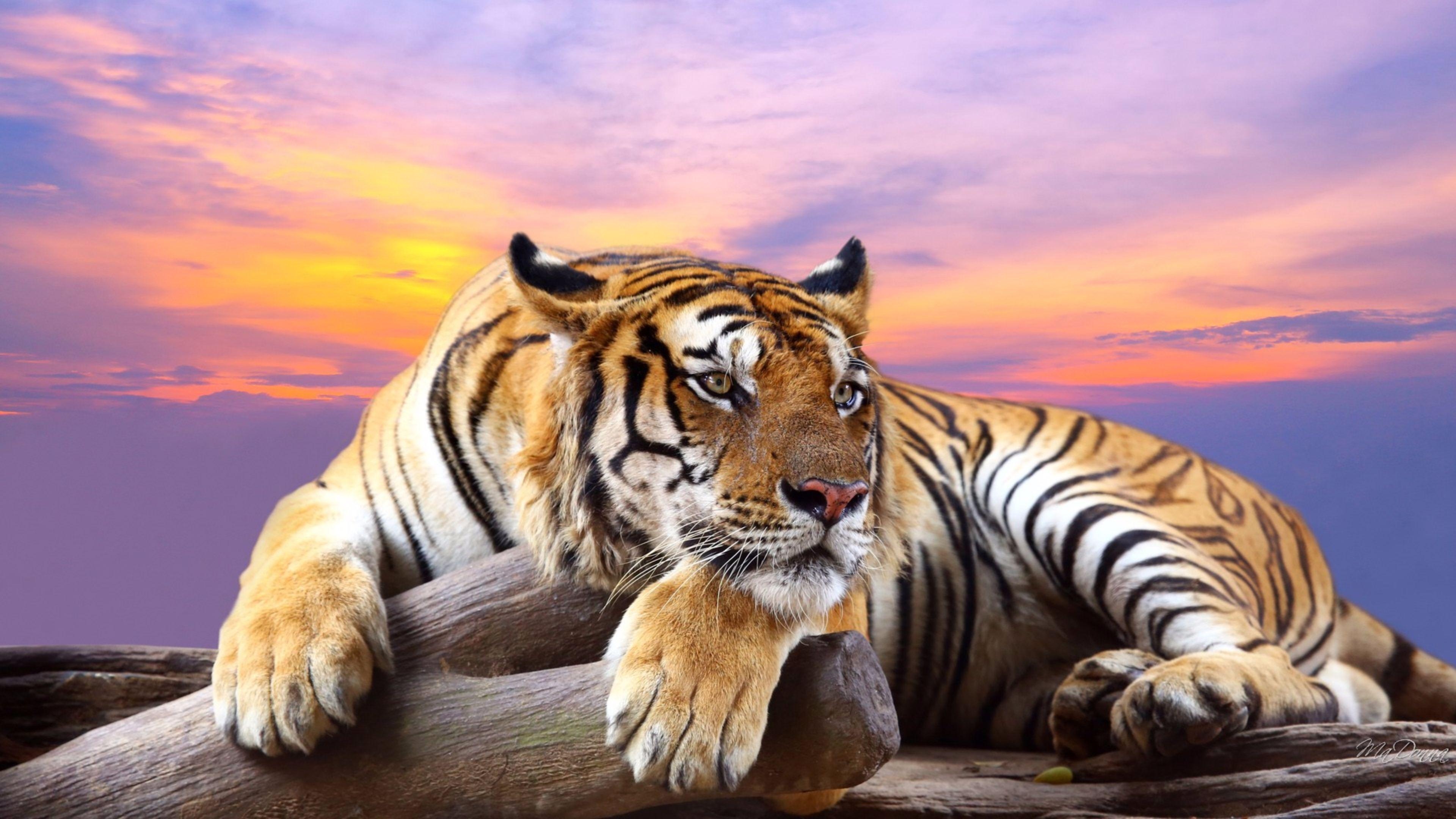 3840x2160 Tiger Wallpaper. Awesome Tiger Wallpaper, Desktop