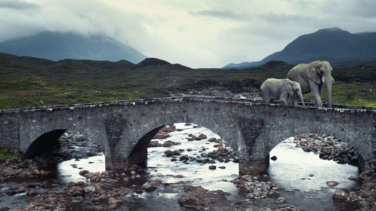 1250x700 Animals bridges elephants rivers Isle of Skye baby elephant baby, Desktop