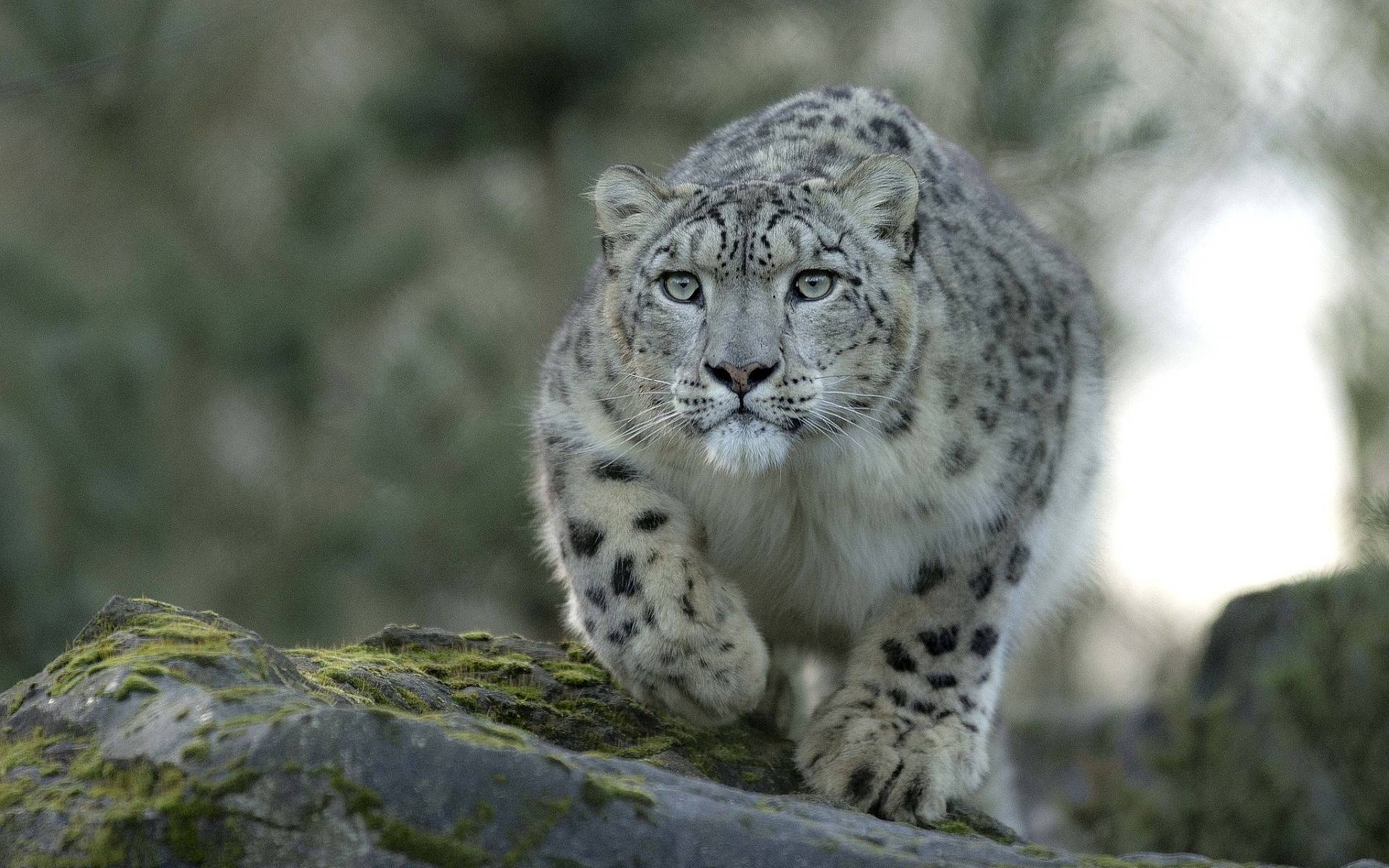 1920x1200 Snow leopard HD Wallpaper, Desktop