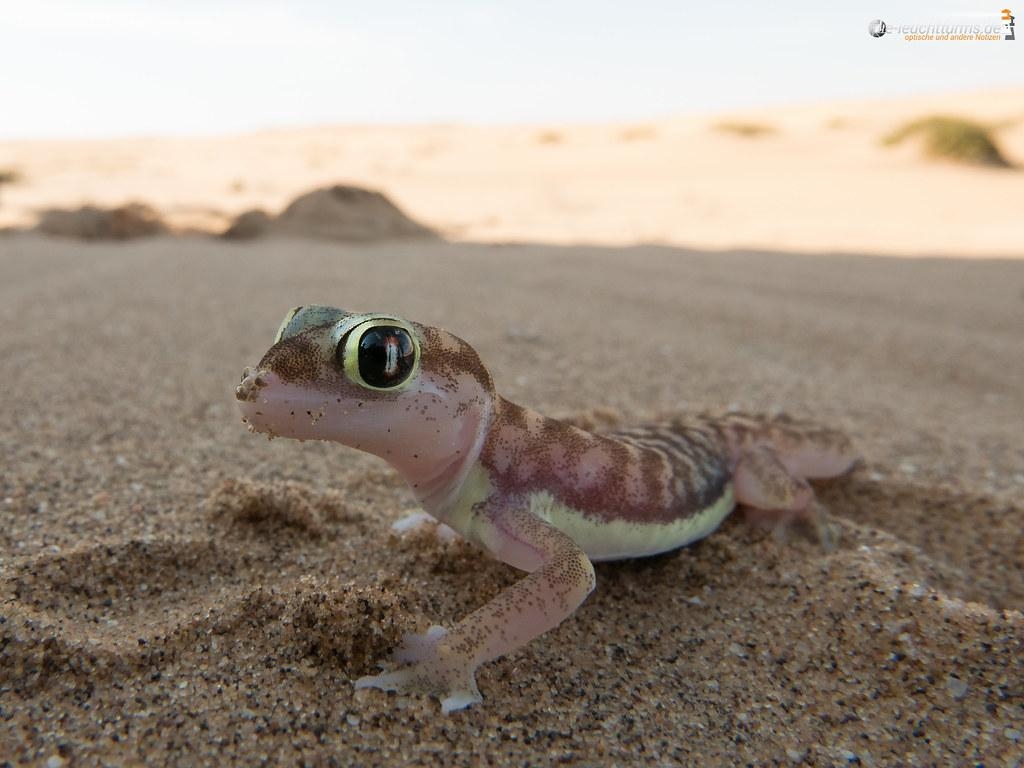 1030x770 Namib sand gecko. Namibgecko (Pachydactylus rangei) Dorob N, Desktop