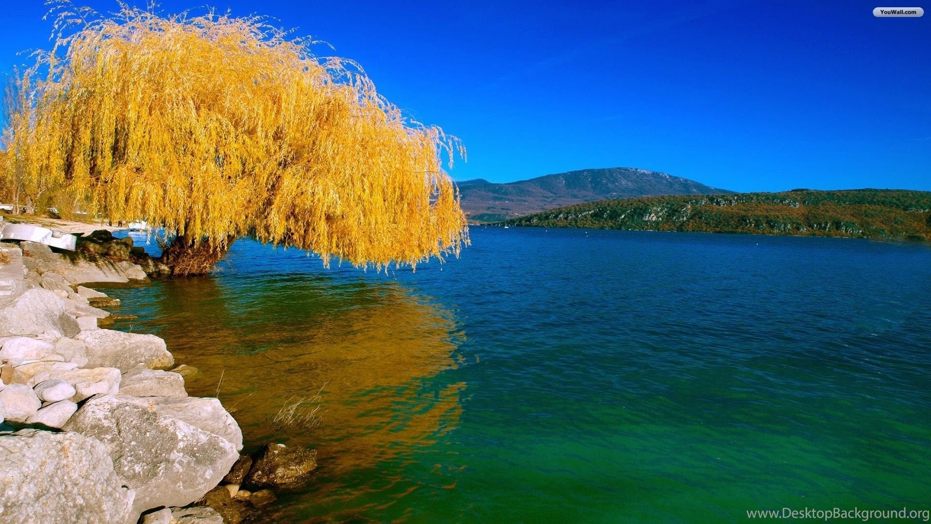 1920x1080 Willow Tree Wallpaper Wallpaper Zone Desktop Background, Desktop