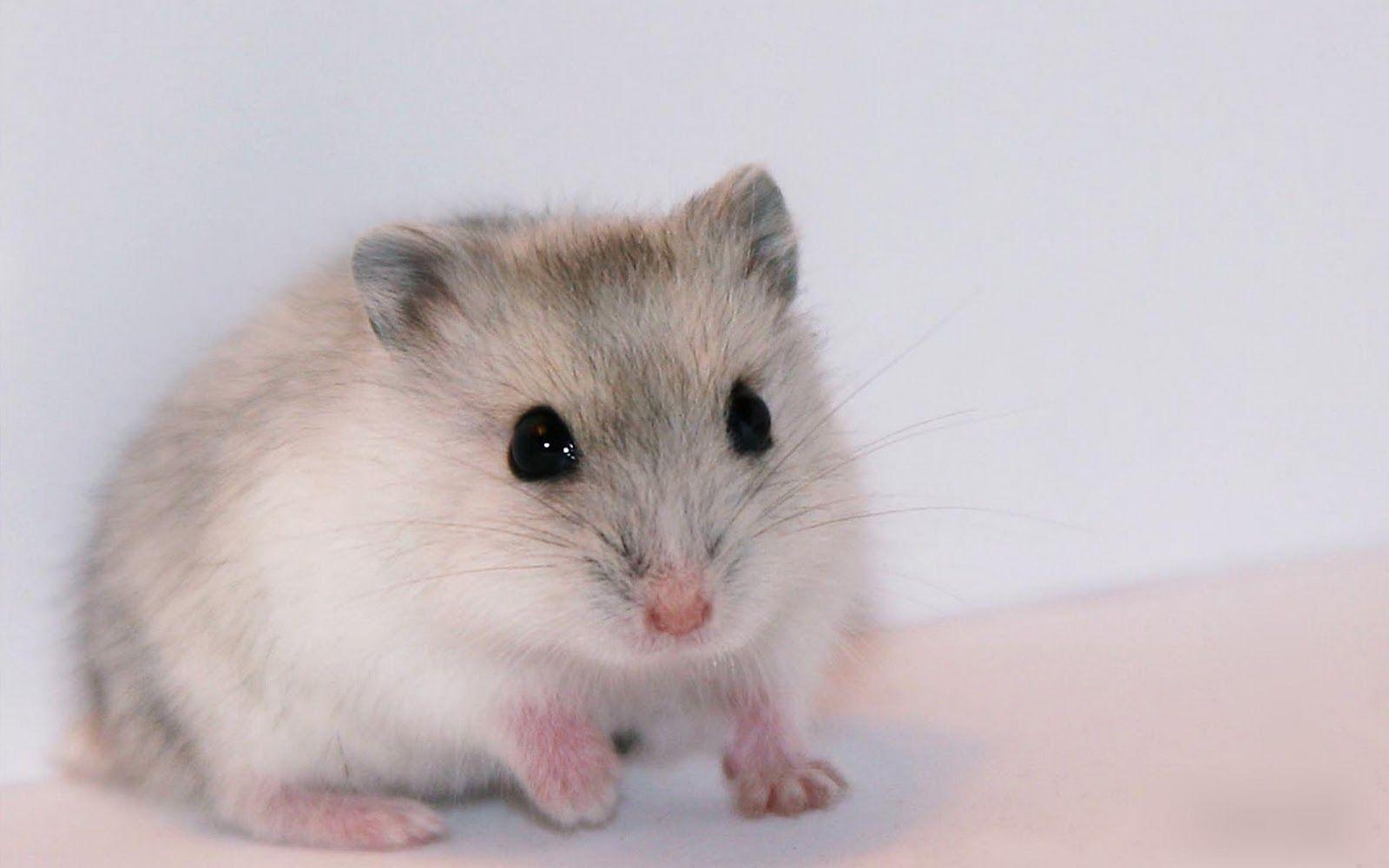 1600x1000 Hamster Wallpaper 8 X 1000, Desktop