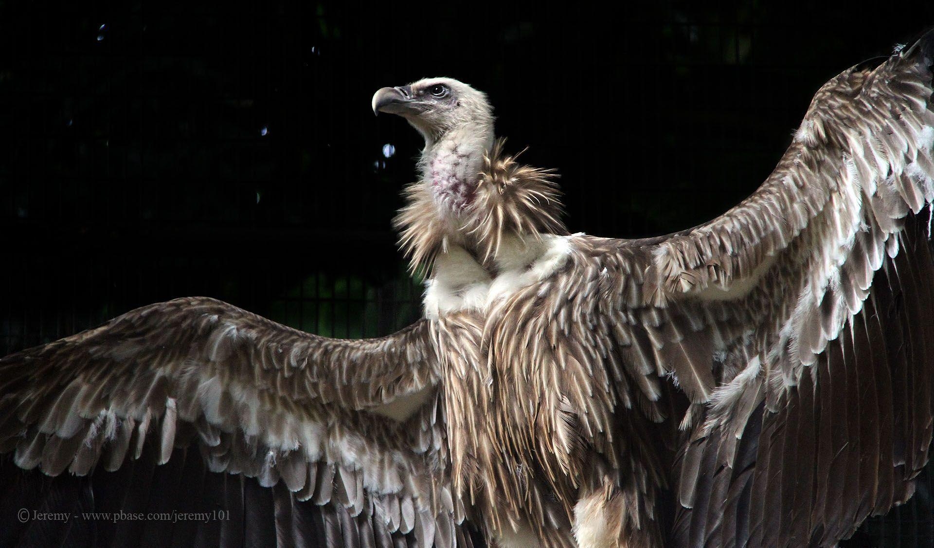 1920x1130 Griffon Vulture Wallpaper, Desktop