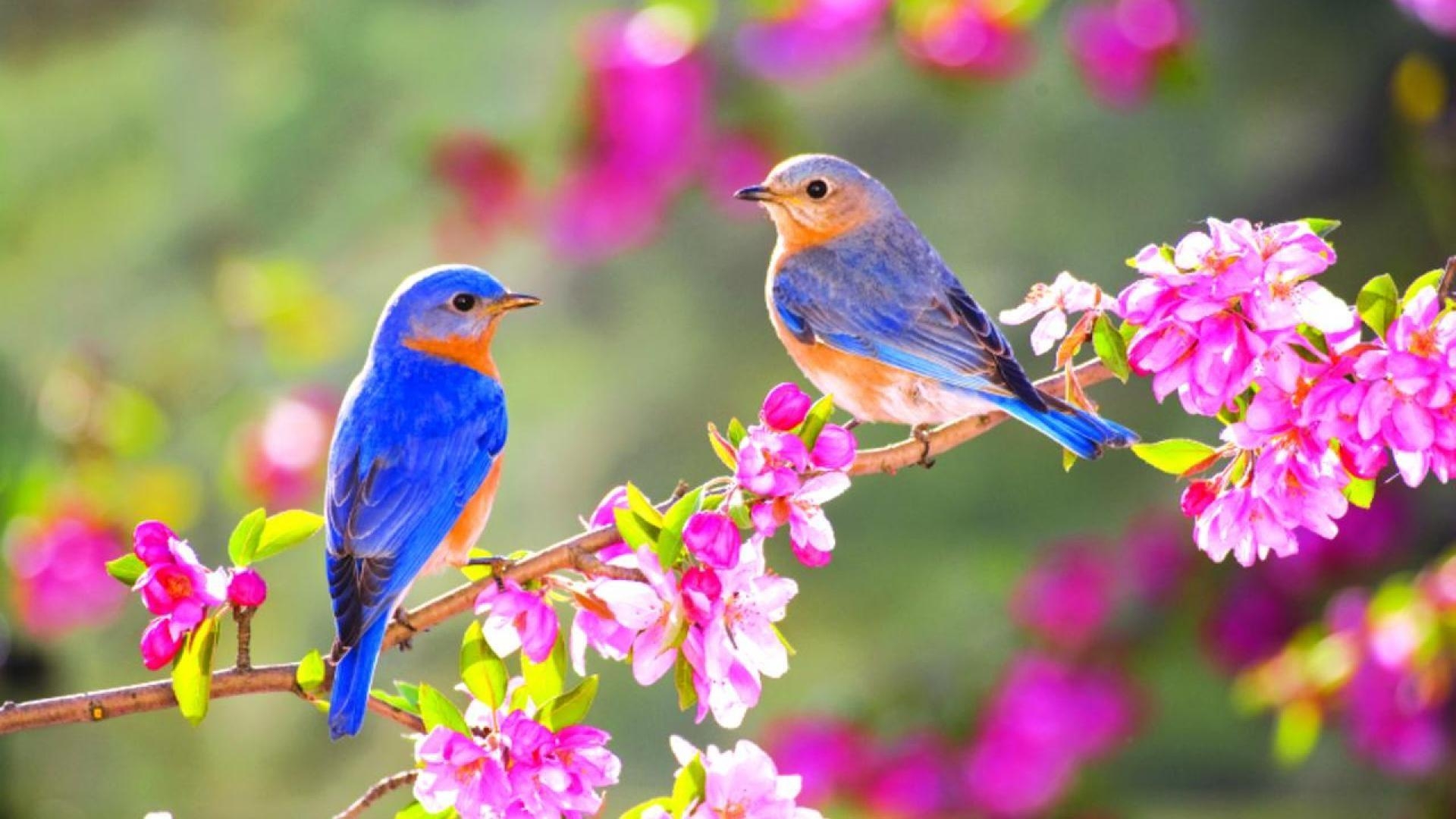 1920x1080 Wallpaper Birds and Flowers, Desktop