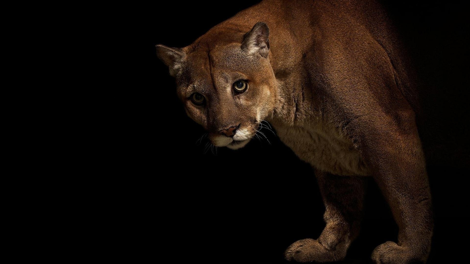 1920x1080 big, Cats, Pumas, Animals, Cougar Wallpaper HD / Desktop, Desktop