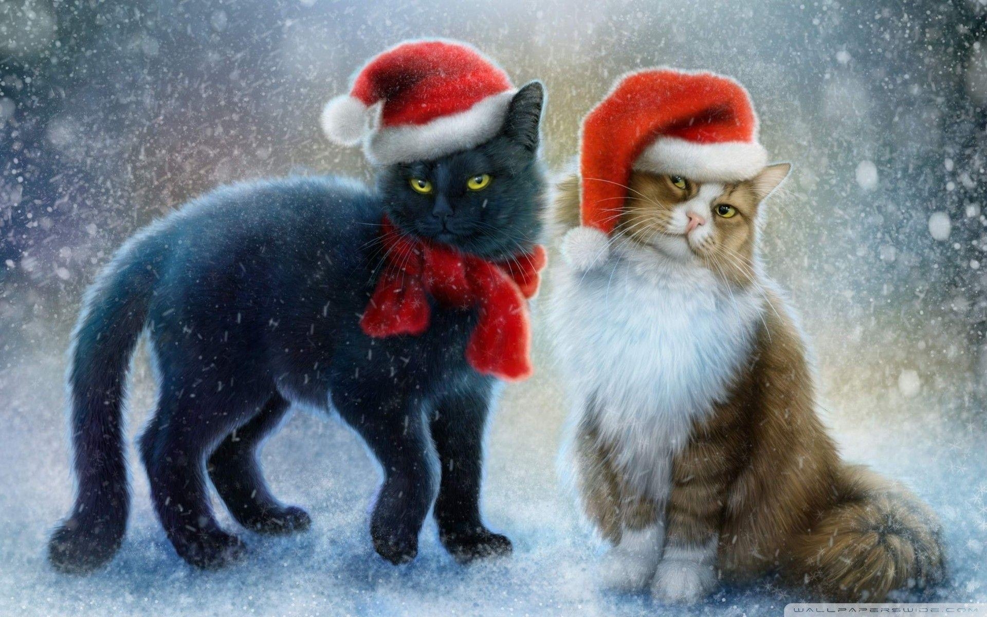 1920x1200 Cute Christmas Cat Wallpaper Free Cute Christmas Cat, Desktop