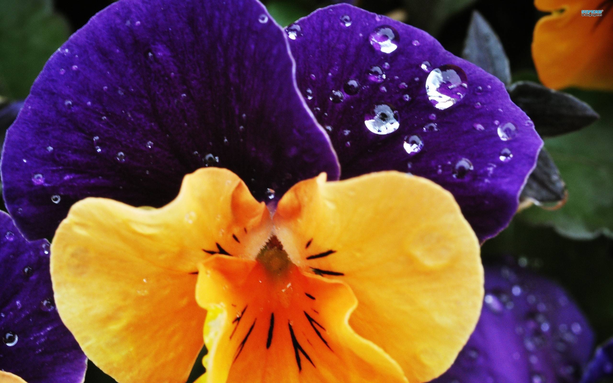 2560x1600 Pansy 11408, Desktop