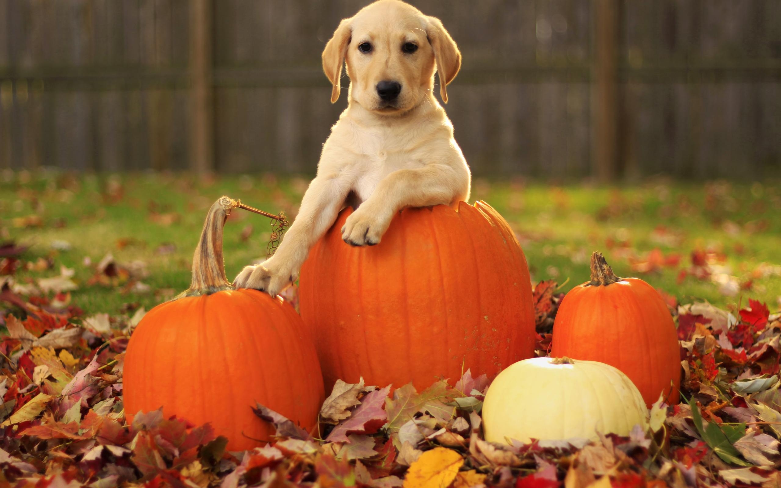 2560x1600 Download Free Halloween Puppy Background Wallpaper Quotes, Desktop