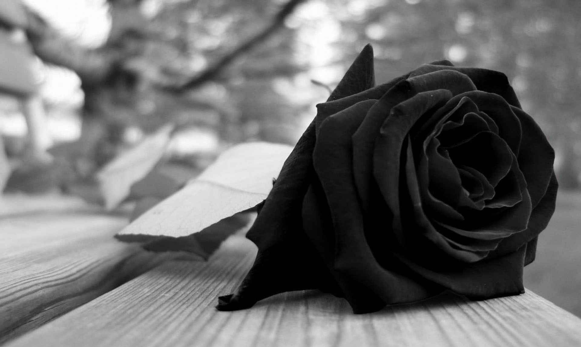 1920x1150 Black Roses Wallpaper, Desktop