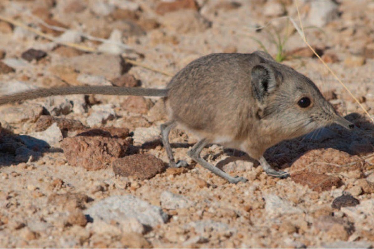 1200x800 This shrew only weighs an ounce but it's more like an, Desktop