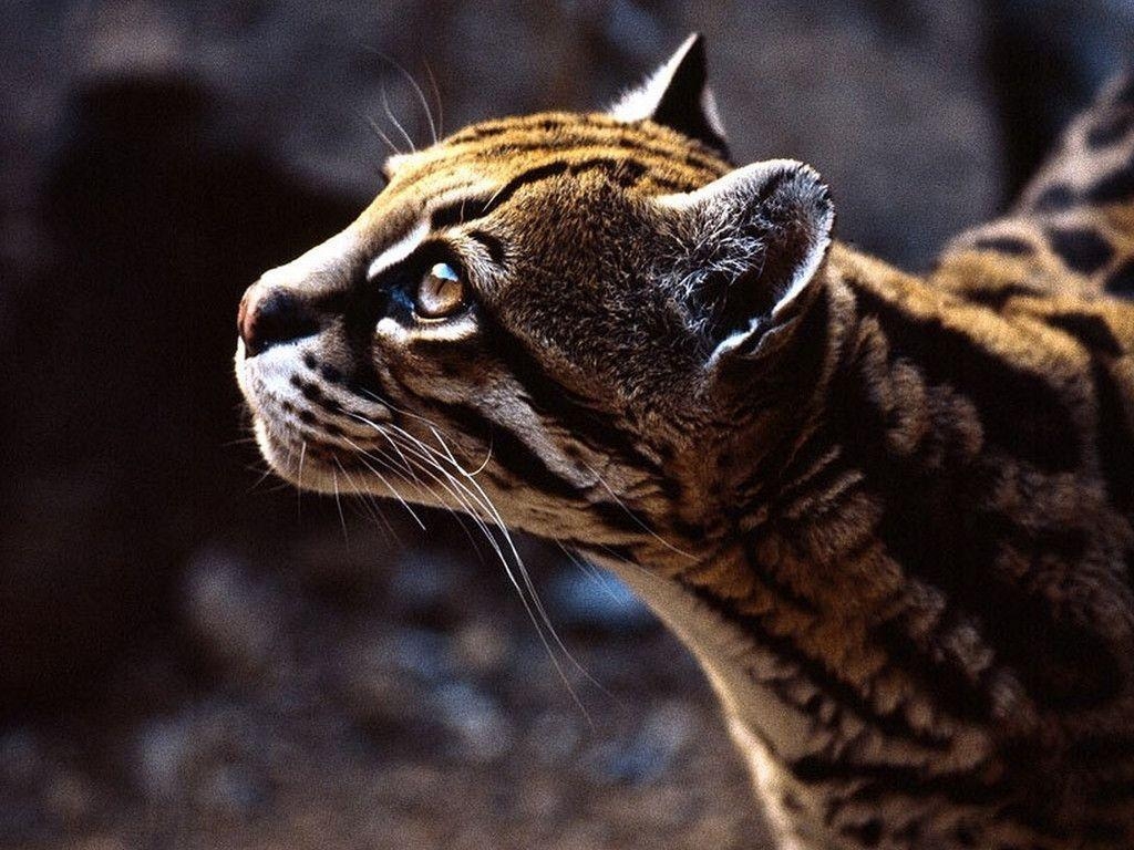 1030x770 Ocelot animal wallpaper, Desktop