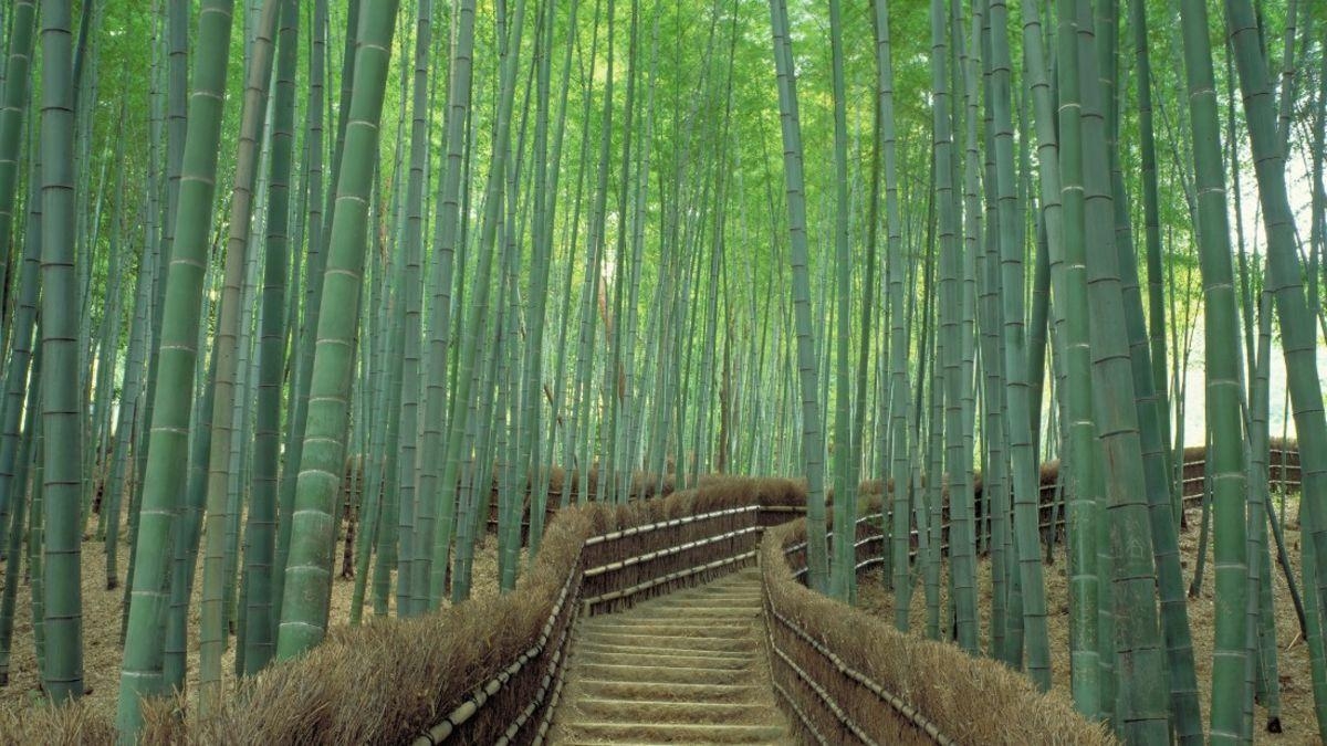 1200x680 Sagano Bamboo Forest in Kyoto: One of world's prettiest groves. CNN, Desktop