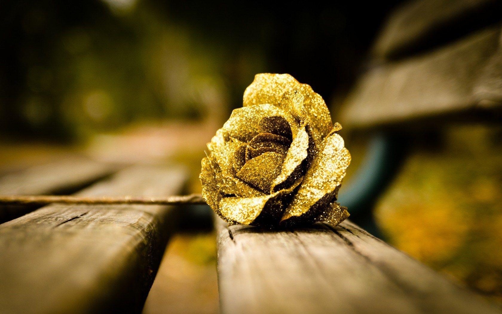 1680x1050 Wonderful Gold Rose Wallpaper 44883  px, Desktop