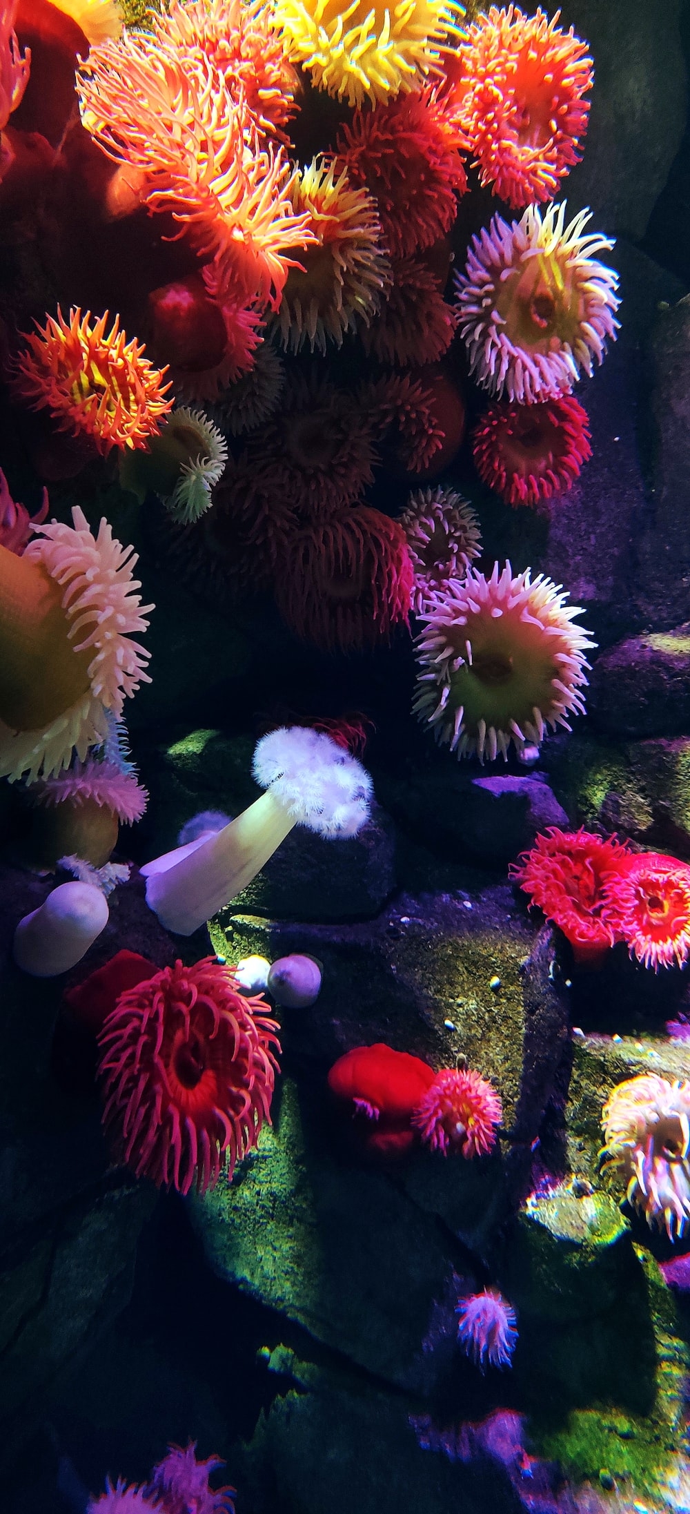 1000x2200 Coral Reef Picture [HQ]. Download Free Image, Phone