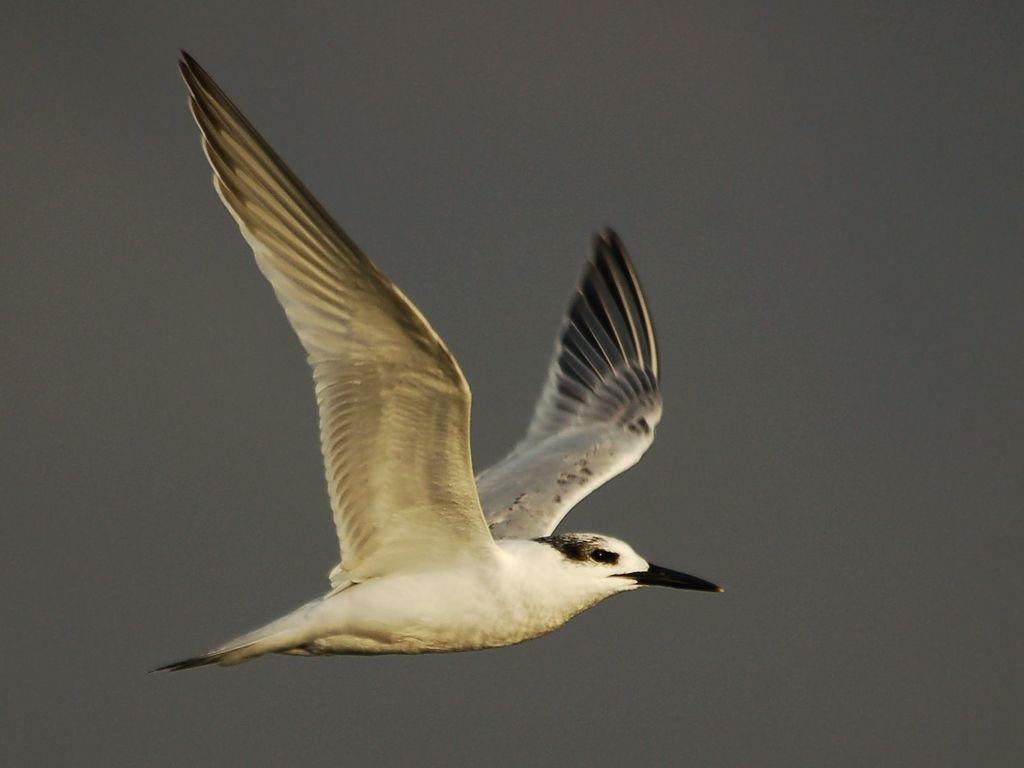 1030x770 Sterna sandvicensis GTM Research Reserve Bird Guide, Desktop