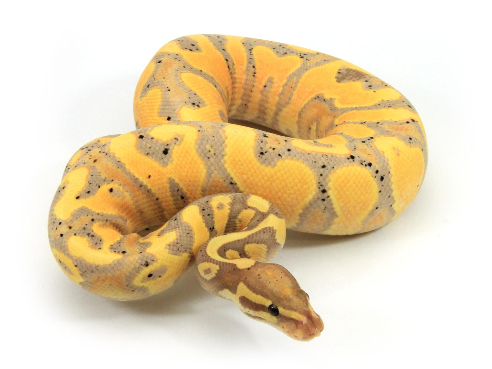 1600x1200 Banana Yellow Belly, Desktop