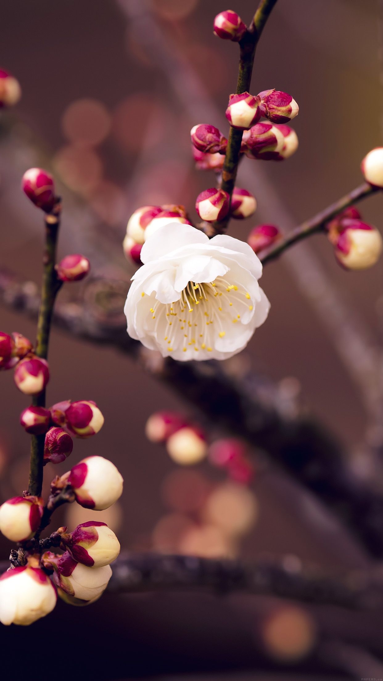 1250x2210 Apricot Flower Bud Spring Nature Twigs Tree Android wallpaper HD wallpaper, Phone