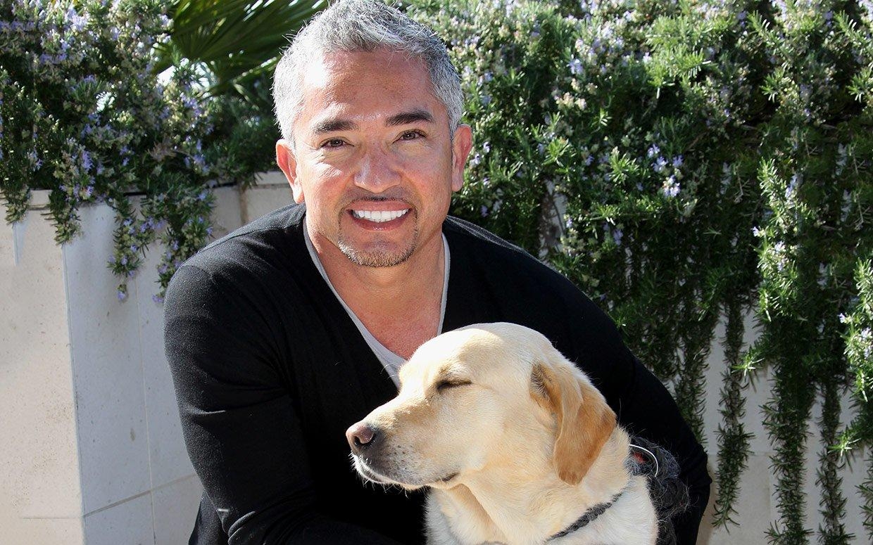 1240x780 Cesar Millan Dog Whisperer Ftr, Desktop