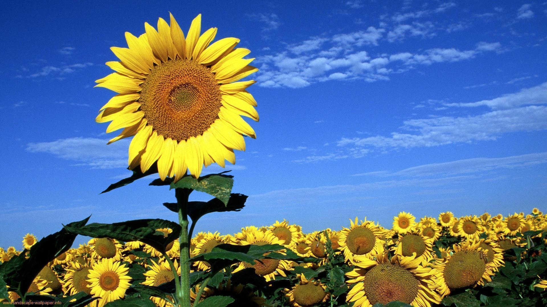 1920x1080 Sunflowers Wallpaper Image Wmwallpaper 99666, Desktop