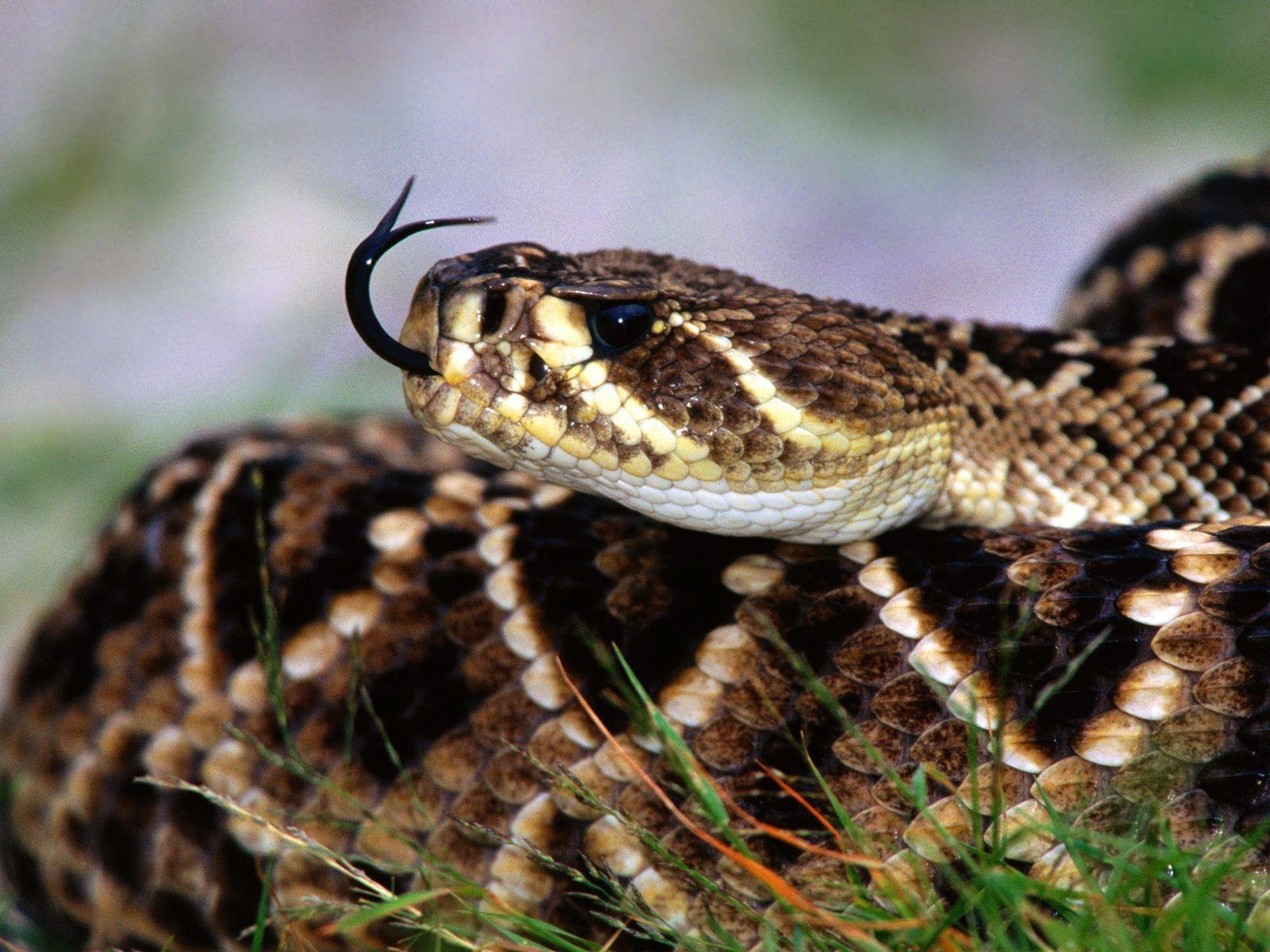 1600x1200 Snake Sense Diamondback Rattlesnake Animals Wallpaper Image, Desktop