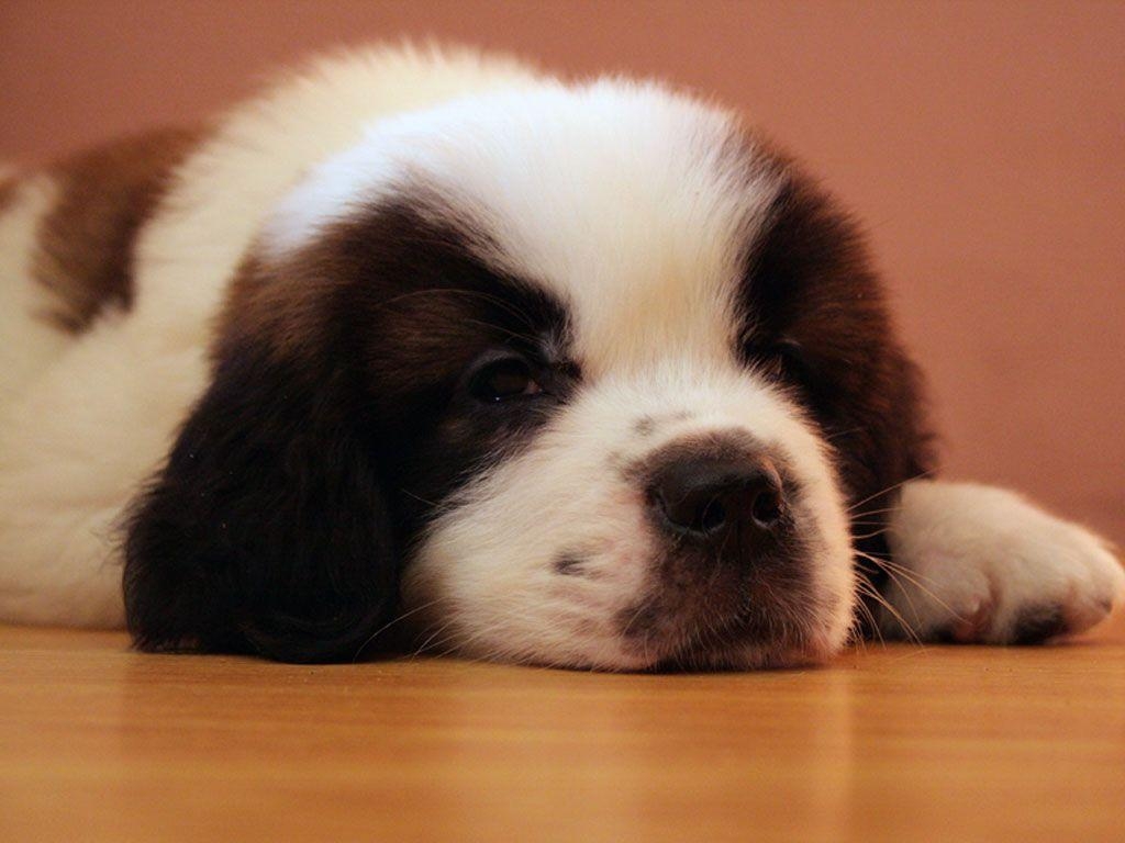 1030x770 Picture Of Animals Planet: ST Bernard Puppies And Dog Photo, Desktop