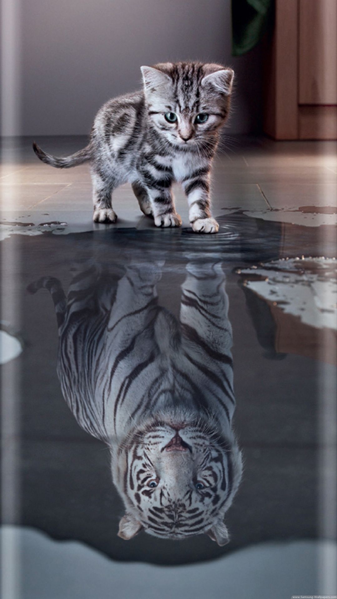 1080x1920 Curved Cat Tiger Stock  Samsung Galaxy S7 Wallpaper, Phone