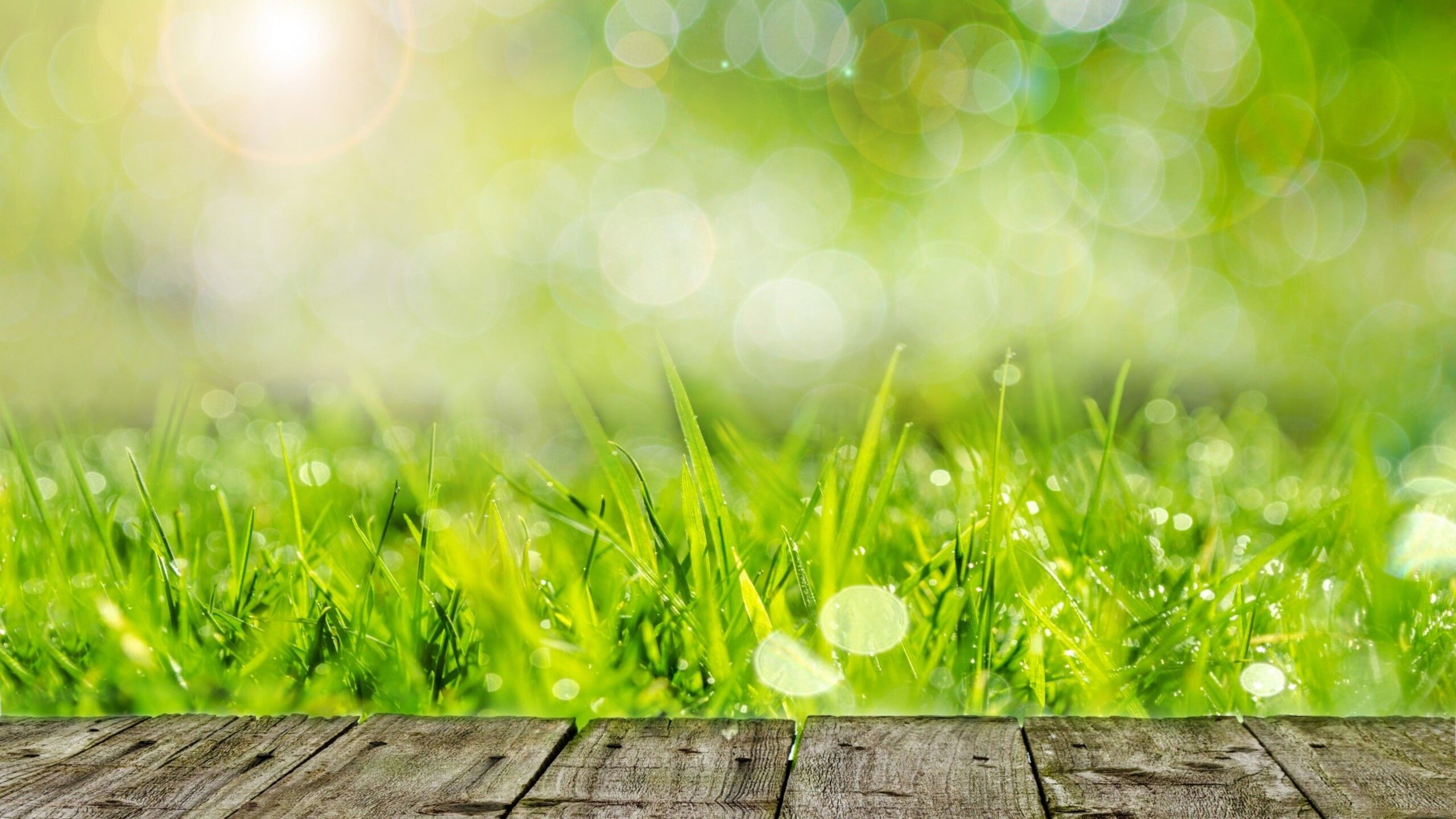 2560x1440 Wooden table in the garden green grass, Desktop